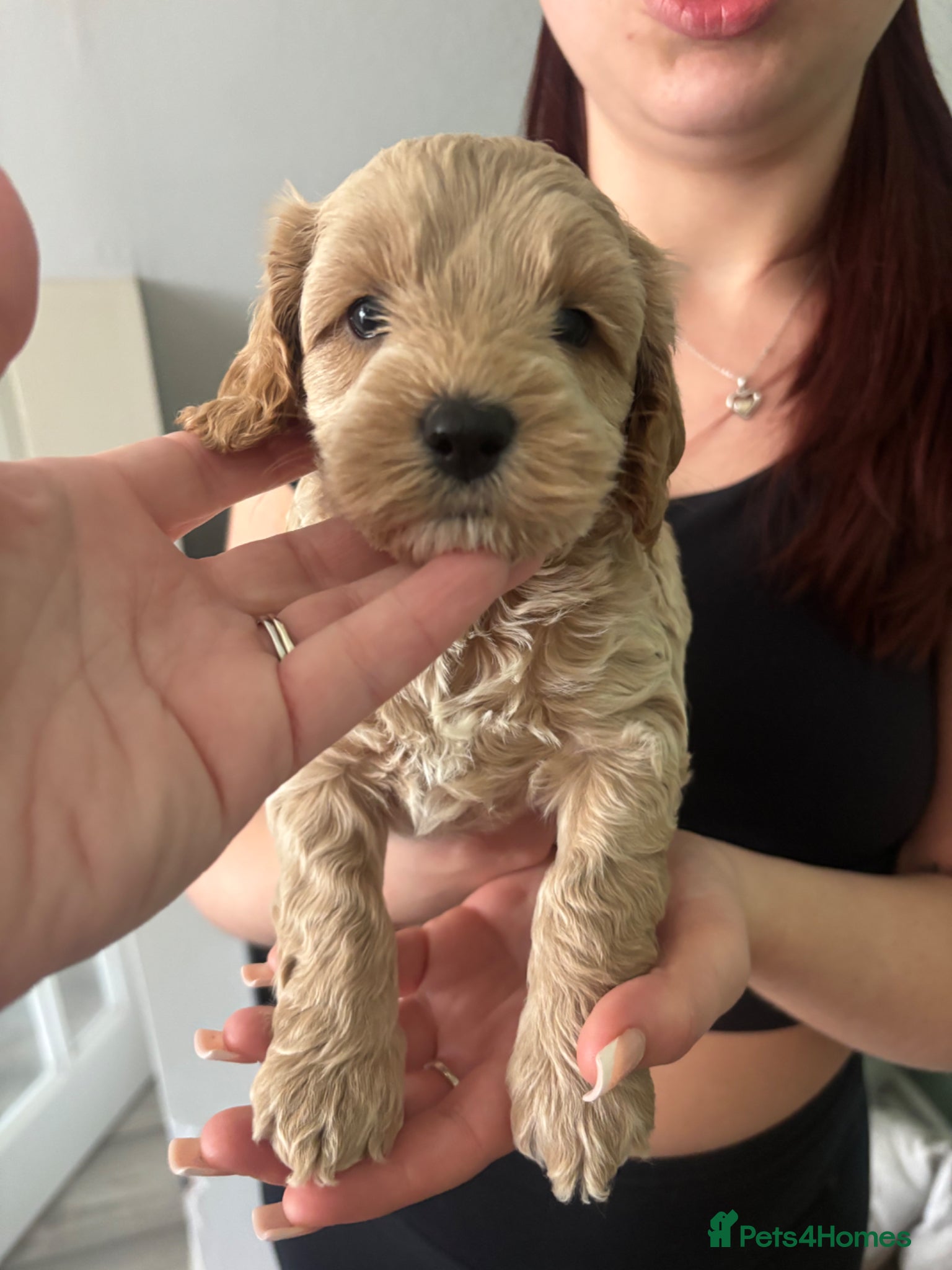 Cavapoo dogs Cavapoo F1,b puppies - Advert 1