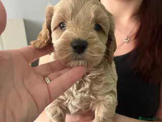 Cavapoo dogs Cavapoo F1,b puppies - Advert 1