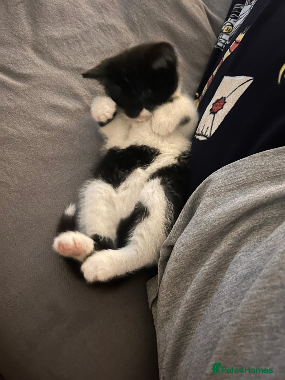 Mixed Breed cats for sale: Bonded Pair of Male Kittens - Must Go Together - Advert 16