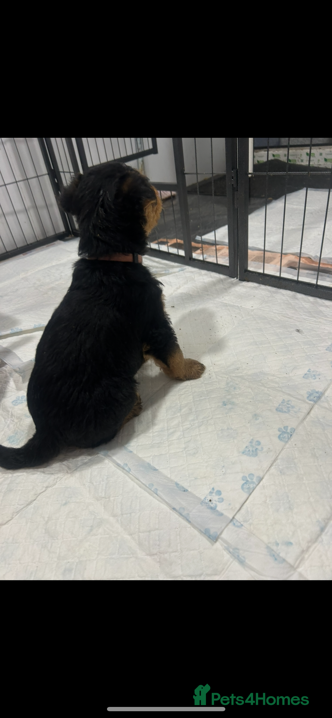 Airedale Terrier dogs for sale: Quality KC registered female puppy available  - Advert 7