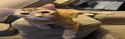 Mixed Breed cats for sale: Ginger cat  - Advert 3