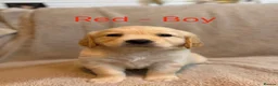 Golden Retriever dogs for sale: ⭐️ KC Registered Golden Retriever Puppies ⭐️ in Benfleet - Advert 3