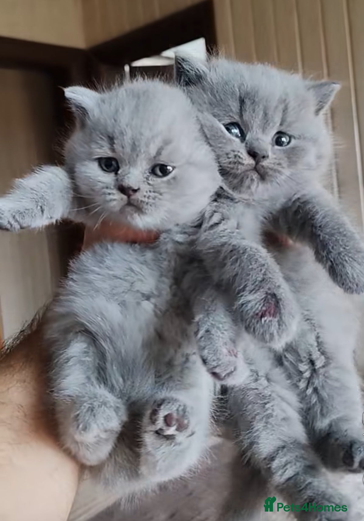 British Shorthair cats British short hair fluffy kittens,London based - Advert 1