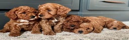 Cavapoo dogs for sale: Cavapoo puppies  - Advert 1
