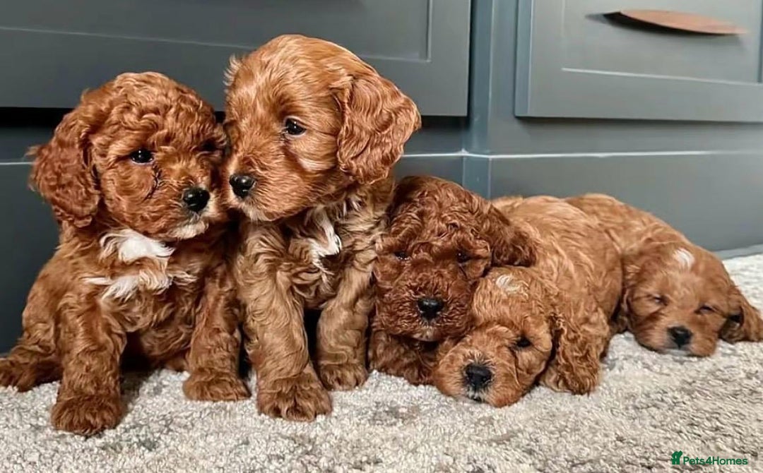 Cavapoo dogs for sale: Cavapoo puppies  - Advert 1