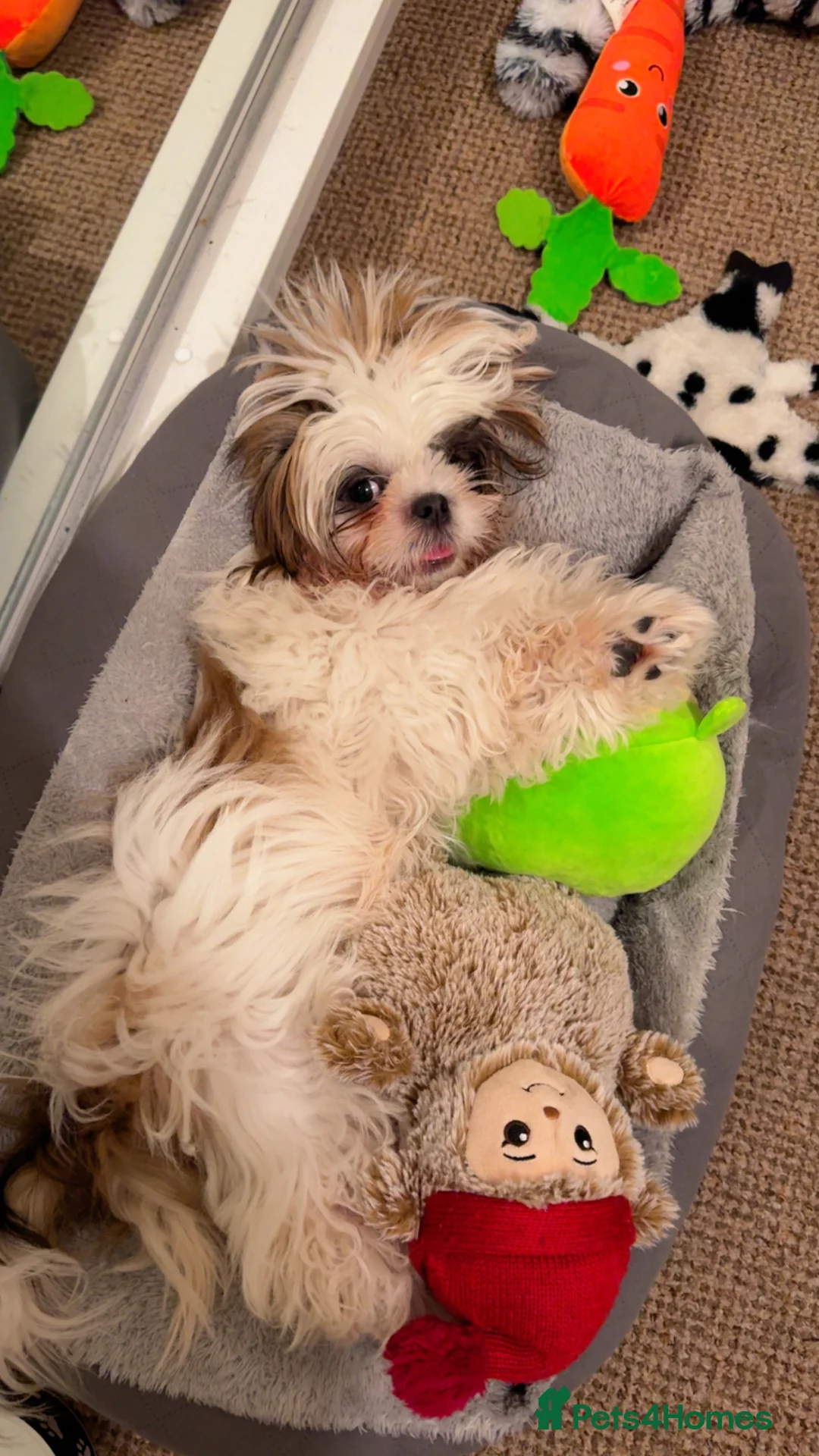 Shih Tzu dogs for sale: Female Shih tzu puppy in Leicester - Advert 5