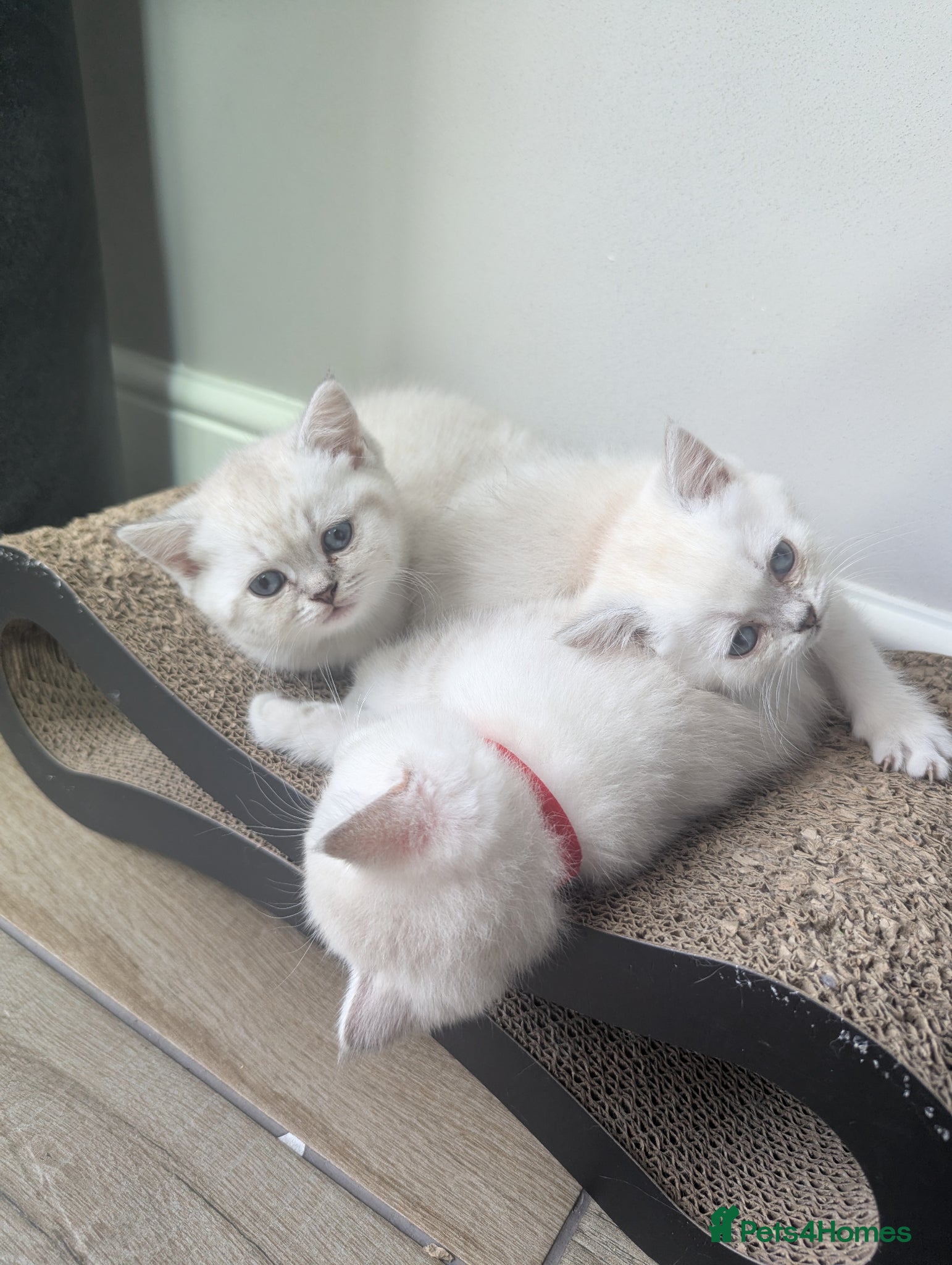 British Shorthair cats Beautiful British shorthair kittens - Advert 1