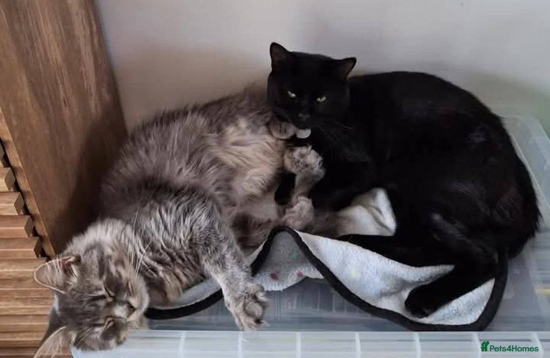 British Longhair cats for sale: 2 male cats in Gravesend - Advert 2