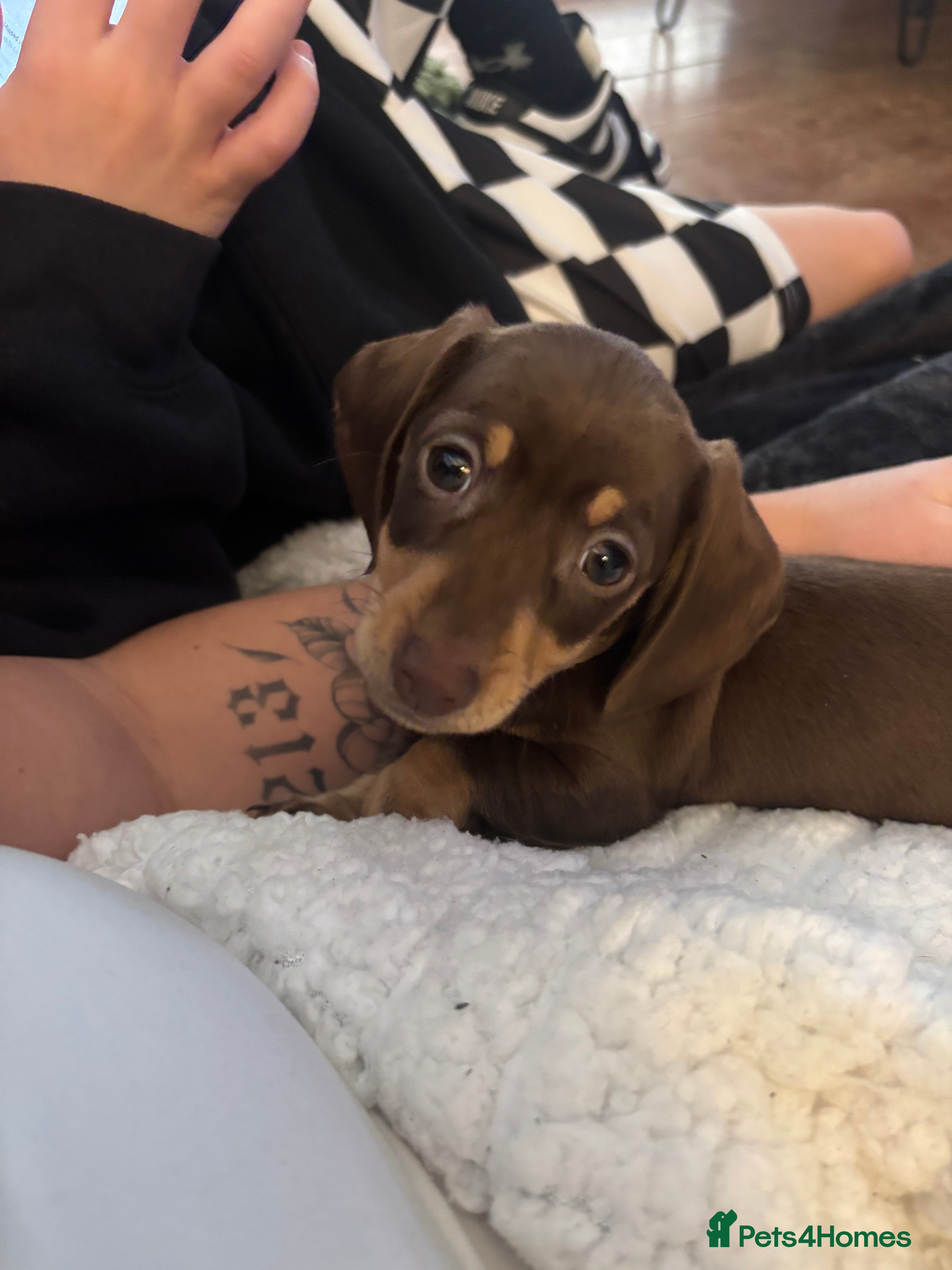 Miniature Dachshund dogs READY TO LEAVE LAST GIRL Mini dachshund puppies - Advert 4