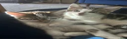 Mixed Breed cats for sale: 2 adorable male kittens in London - Advert 2