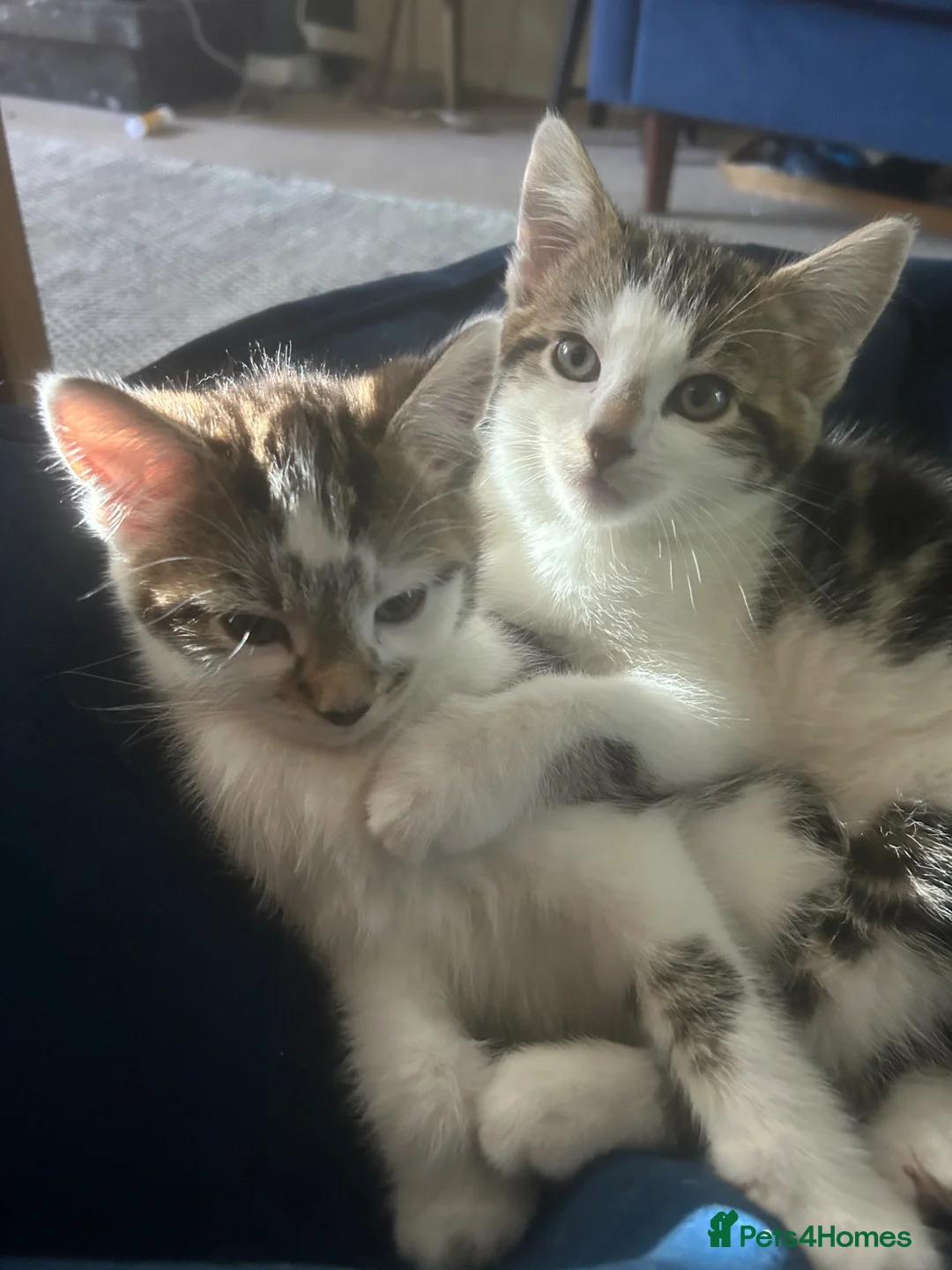 Mixed Breed cats for sale: 2 adorable male kittens in London - Advert 2