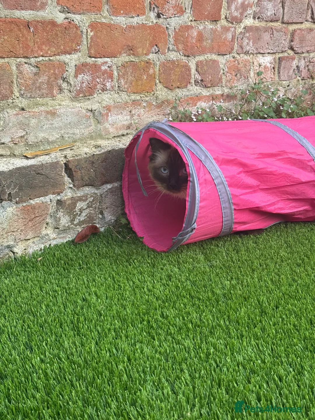 Ragdoll cats for sale: Female Ragdoll one year old  - Advert 2