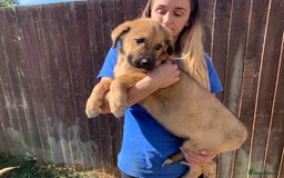 Mixed Breed dogs for sale: Cane corso X Alaskan malamute surprise litter  - Image 28