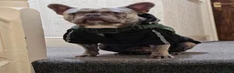 French Bulldog dogs for stud: Louie (VIKKILOUS OPULENT OLIVIER) in Workington - Advert 3
