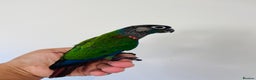 Conures birds for sale: Hand reared conures for sale  - Advert 20