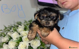 Yorkshire Terrier dogs for sale: Beautiful Yorkshire terrier puppies - Image 9