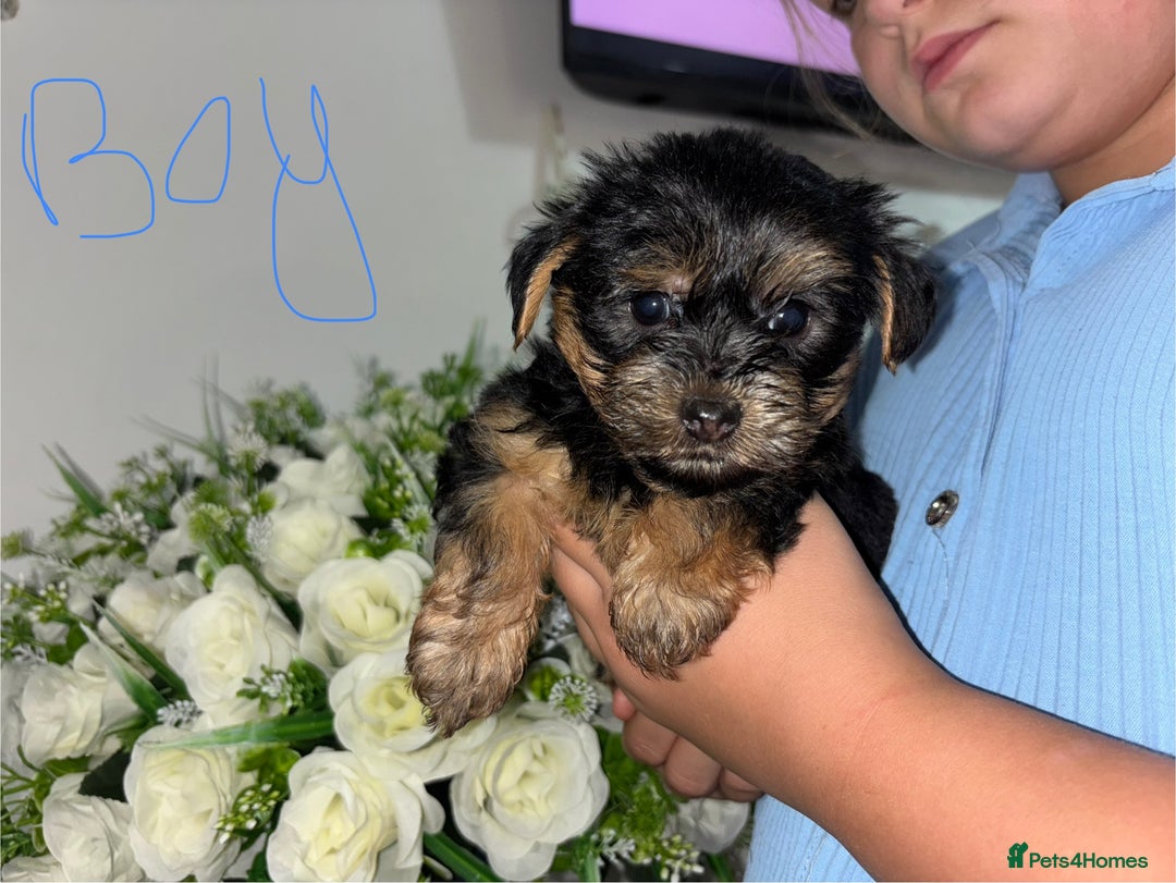 Yorkshire Terrier dogs for sale: Beautiful Yorkshire terrier puppies - Image 9