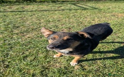 Mixed Breed dogs for adoption: Bumble is looking for a home! - Image 5