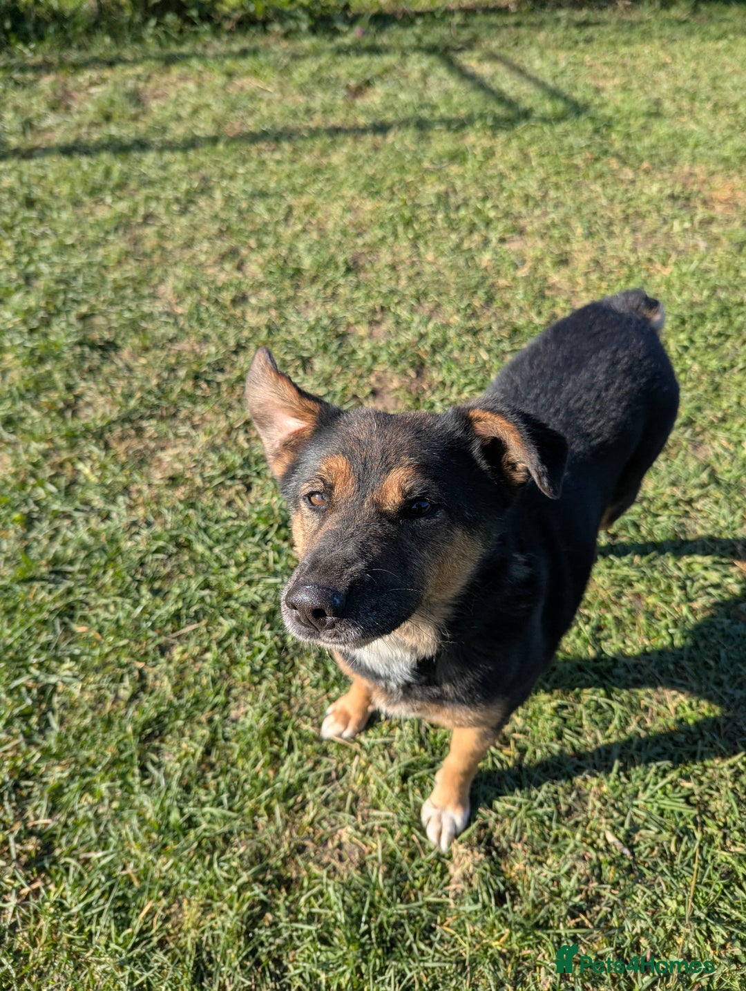 Mixed Breed dogs for adoption: Bumble is looking for a home! - Image 5