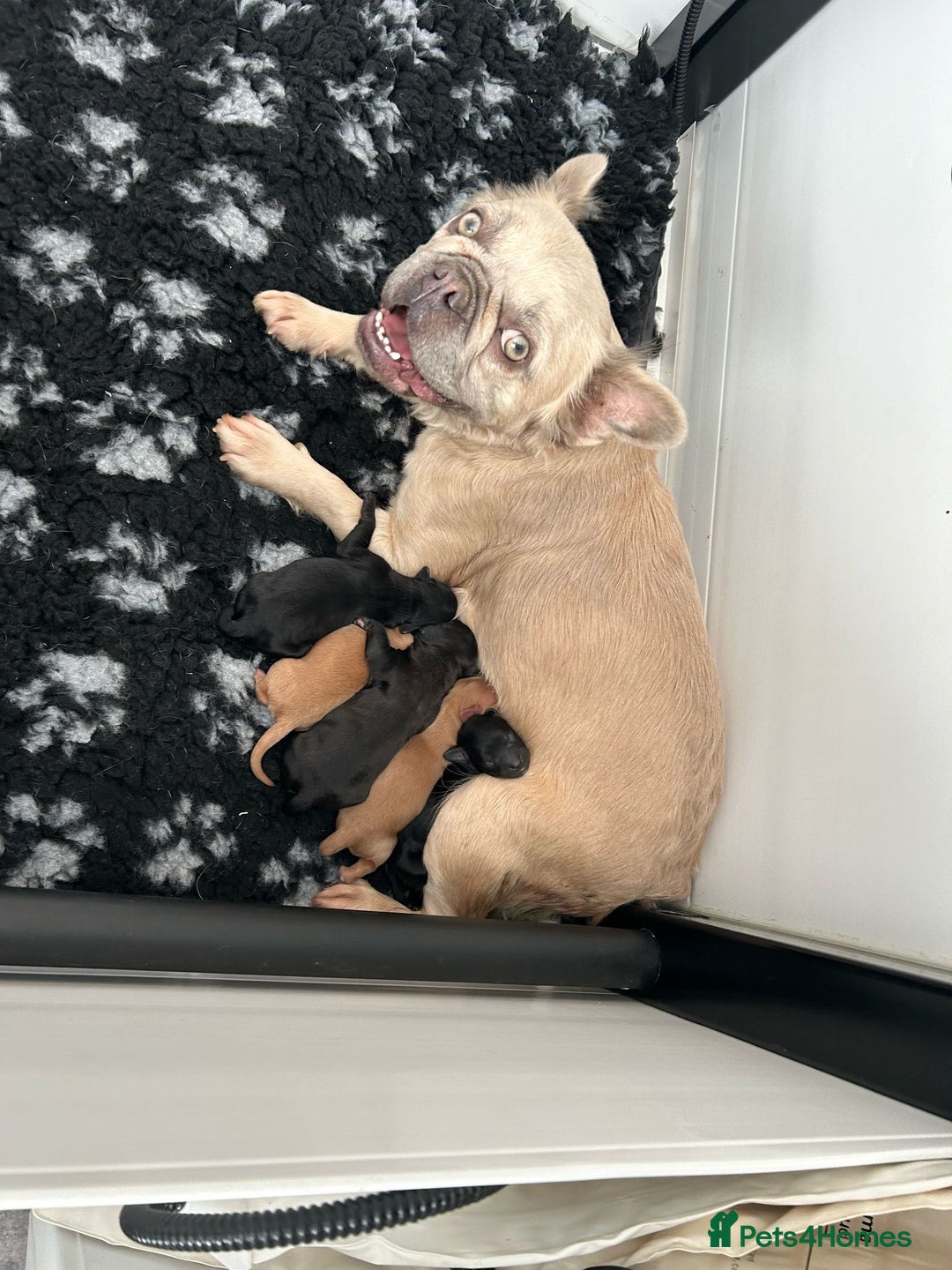 Mixed Breed dogs for sale: final reduction to find forever home  - Image 7