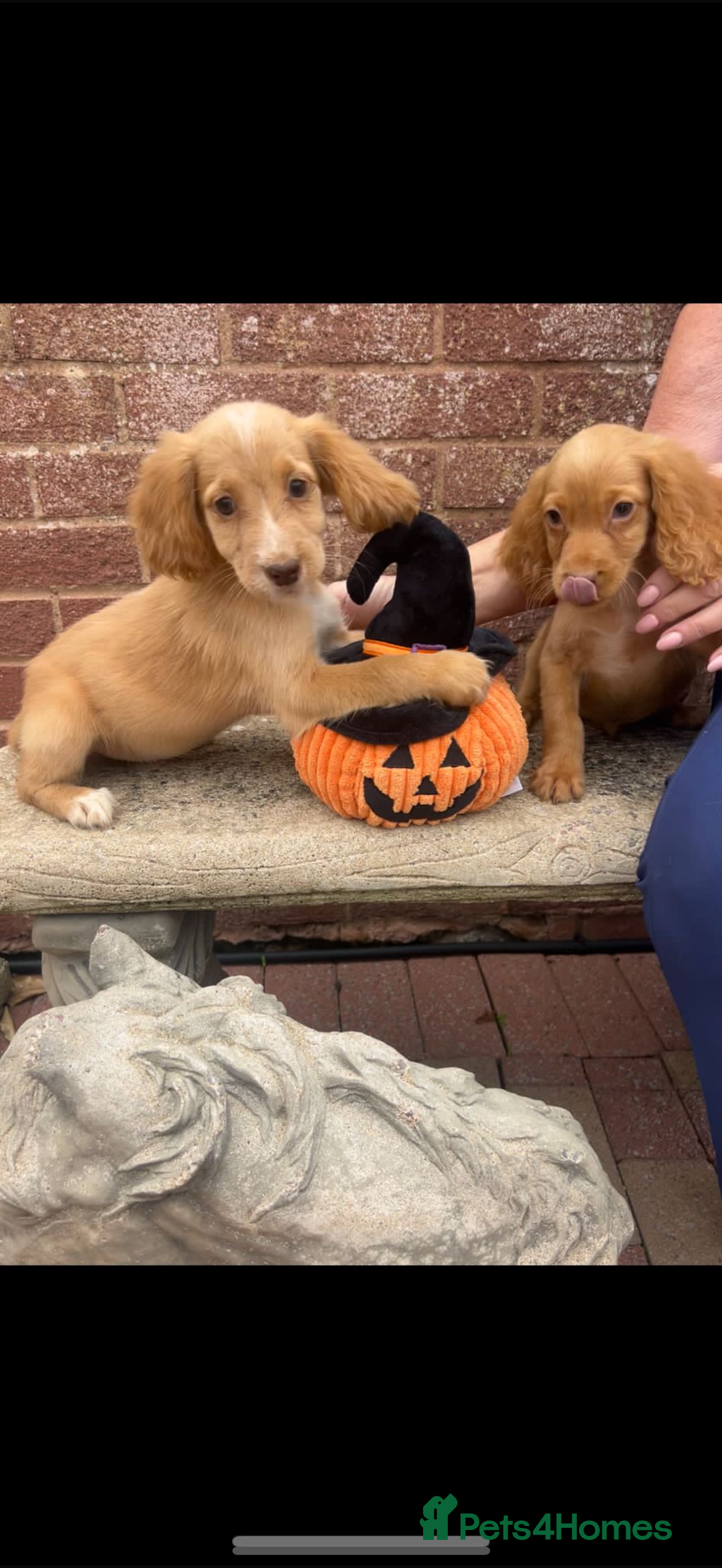 Cocker Spaniel dogs for sale: Worker Cocker spaniel puppys - Image 4