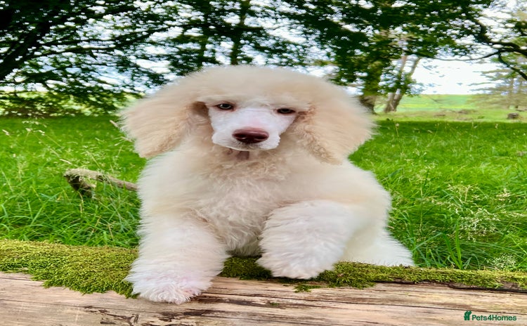 Standard Poodle dogs - Advert 2