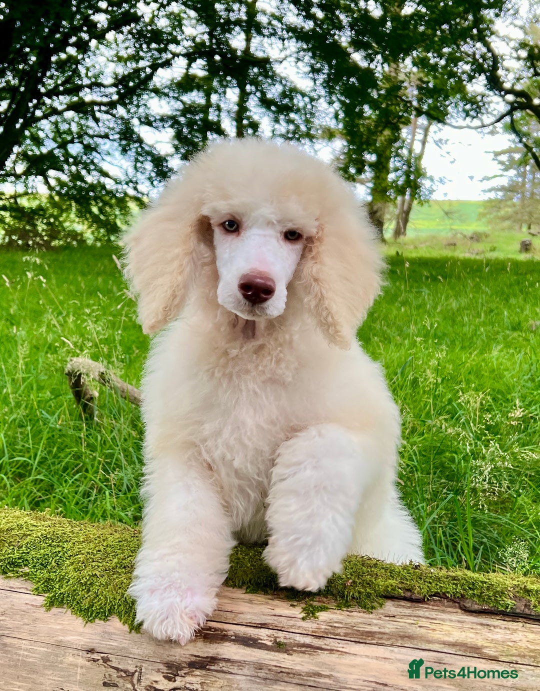 Standard Poodle dogs for sale: Stunning KC reg standard poodle  - Image 3