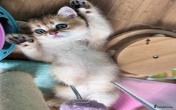 Scottish Fold cats for sale: 📣PEDIGREE SCOTTISH KITTEN(reg.)🐱  - Image 3
