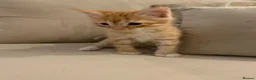 Mixed Breed cats for sale: Ginger male kitten  in Sheerness - Advert 4