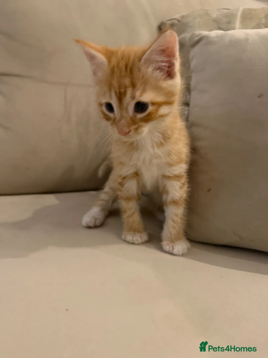 Mixed Breed cats for sale: Ginger male kitten  in Sheerness - Advert 4