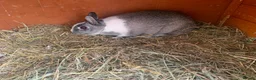 Netherland Dwarf rabbits for sale: Beautiful female neverland dwarf - Advert 2