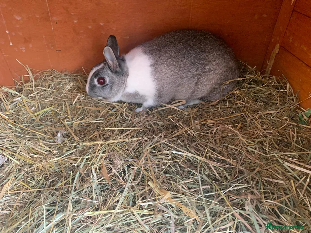 Netherland Dwarf rabbits for sale: Beautiful female neverland dwarf - Advert 2