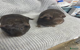 Guinea Pig rodents for sale: Chocolate Guinea Pigs - Image 2