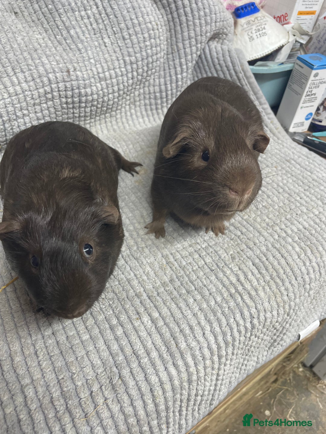 Guinea Pig rodents for sale: Chocolate Guinea Pigs - Image 2