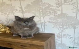 Maine Coon cats for sale:  Two Beautiful Maine Coon Cross Cats for Sale  - Image 2