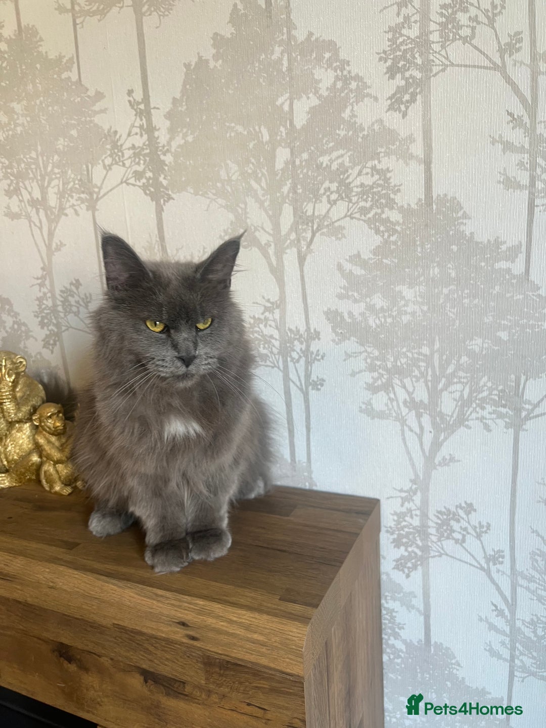 Maine Coon cats for sale:  Two Beautiful Maine Coon Cross Cats for Sale  - Image 2