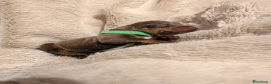 Dachshund 2