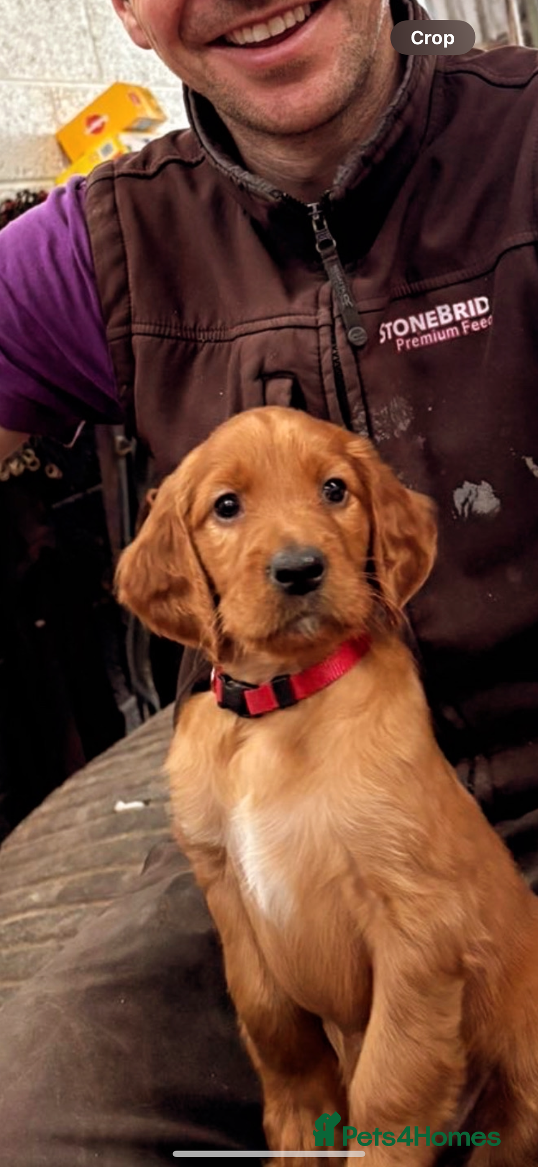 Irish Setter dogs for sale: Irish Red Setter Pups  - Image 2