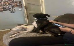 Mixed Breed dogs for sale: Needs to be re homed asap  - Image 5