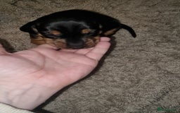 Dachshund dogs for sale: Standered dachunds. Only 2 remain - Image 8