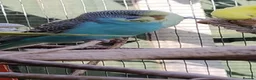 Budgerigars birds for sale: Baby budgies, easily tamed  - Advert 11