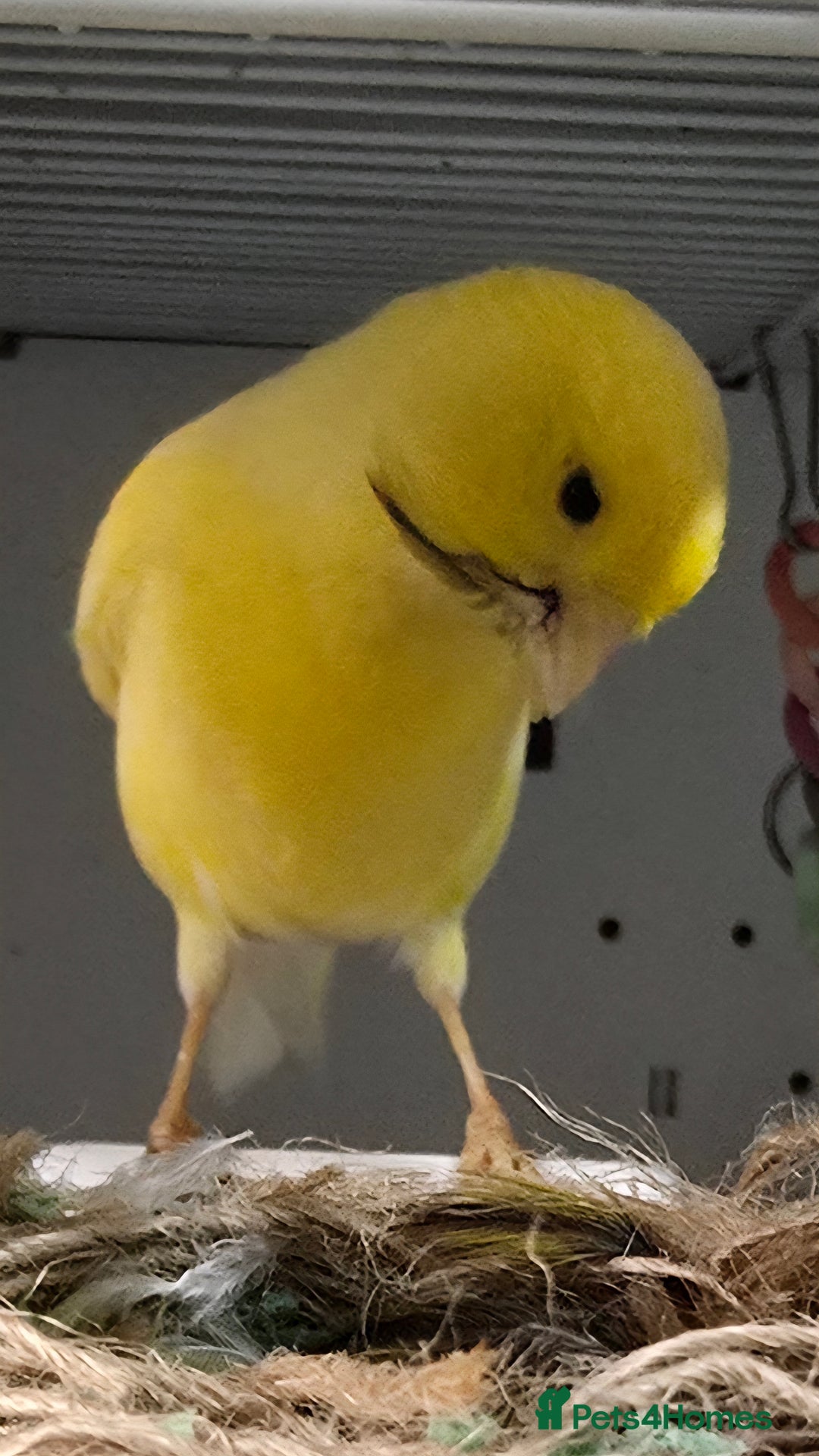 Gallery Image {{count}}