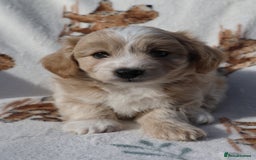 Maltipoo dogs for sale: Beautiful Maltipoo Babies - Image 9