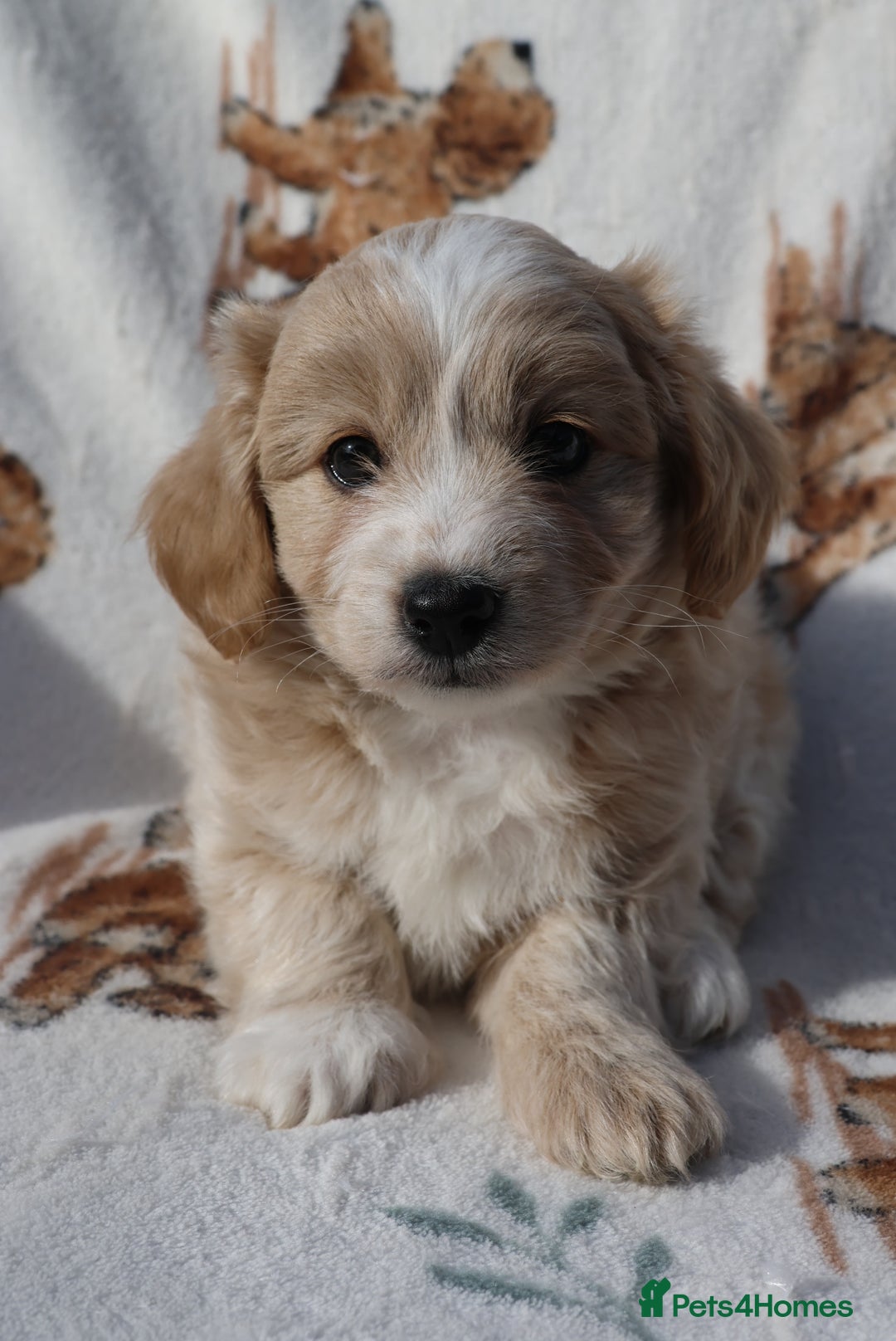 Maltipoo dogs for sale: Beautiful Maltipoo Babies - Image 9