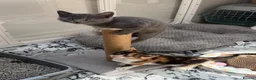 Maine Coon cats for sale: British shorthair X Mainecoon - Advert 10