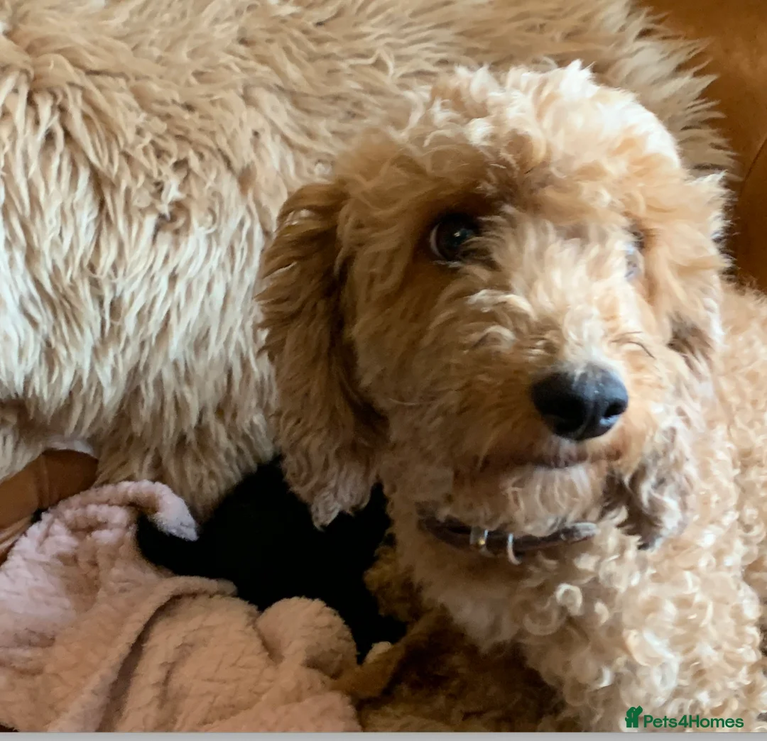 Cockapoo dogs for sale: Cockapoo Puppies – Ready Now in Wigton - Advert 2