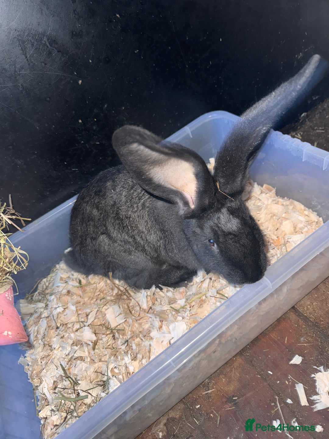 Continental Giant rabbits for sale: 2x Black Pure Giant Continental Bucks  - Image 3