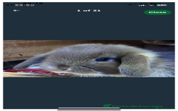 Mini Lop rabbits for sale: Stunning pure mini lop baby rabbits  - Image 7