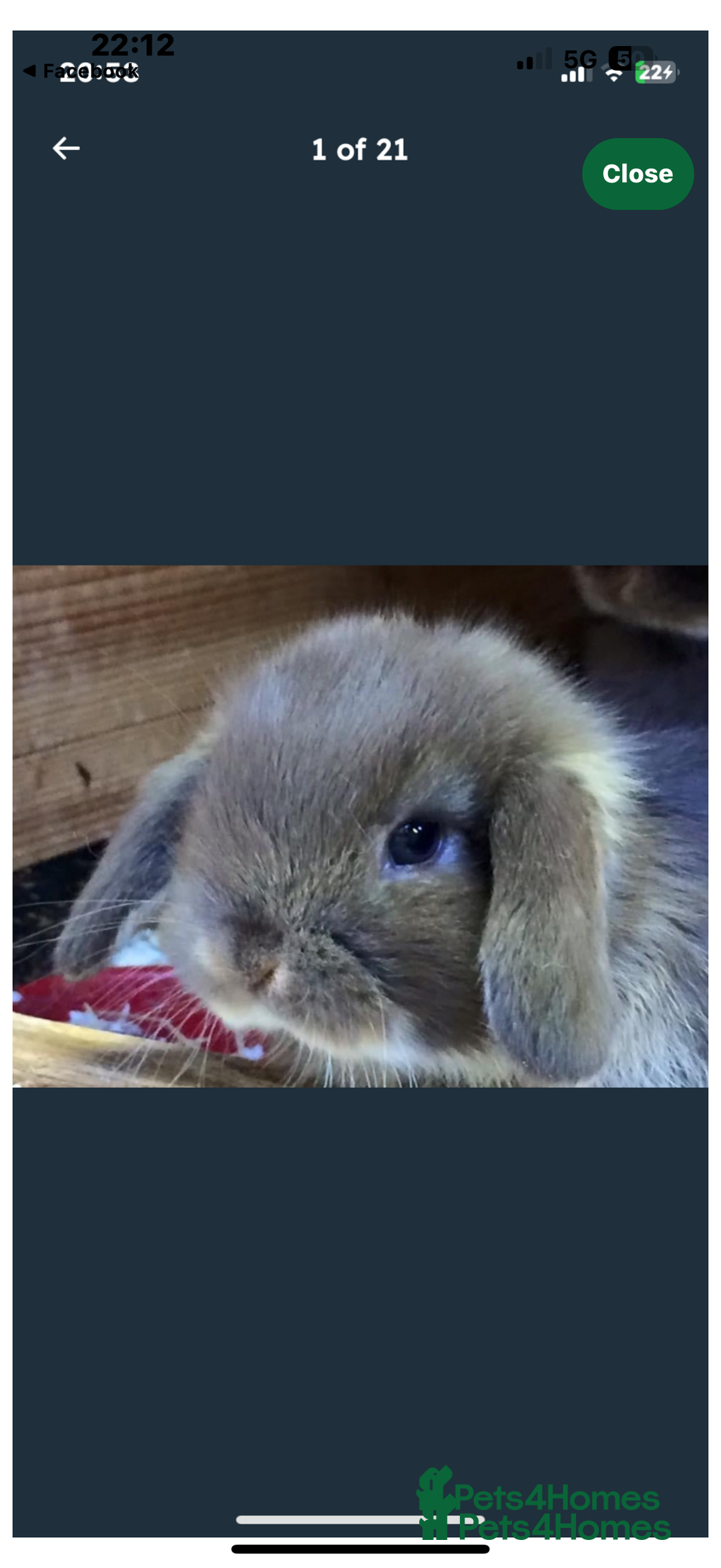 Mini Lop rabbits for sale: Stunning pure mini lop baby rabbits  - Image 7