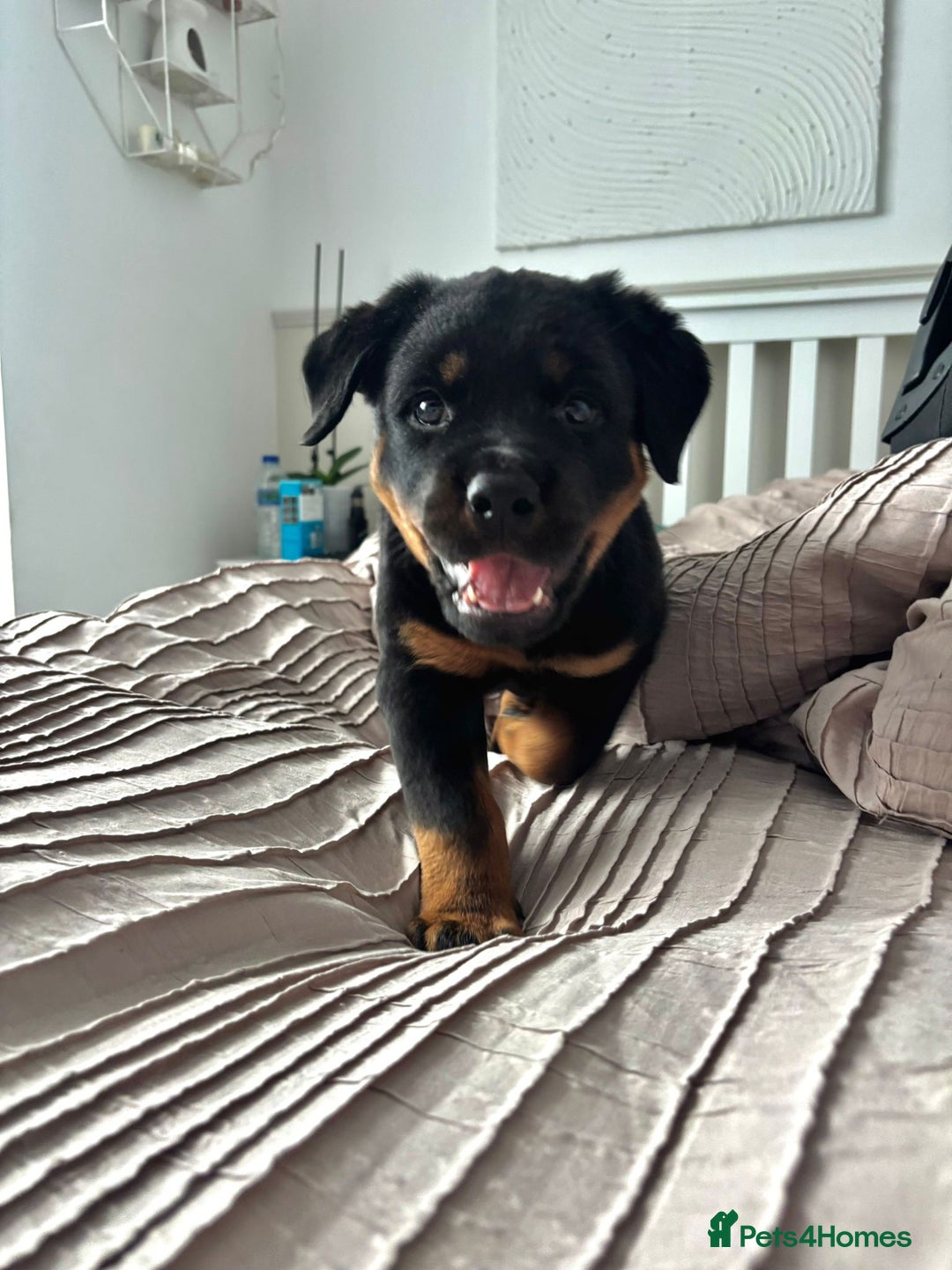 Rottweiler dogs for sale: Pure breed  KING ROTTWEILER (1 female) - Image 8